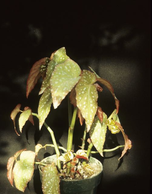 B. ‘Lucendro’